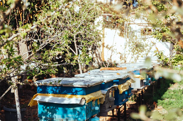 Rows of beehives in an apiary