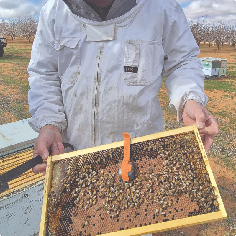 Beekeeper holding a hive frame with Beestar sensor