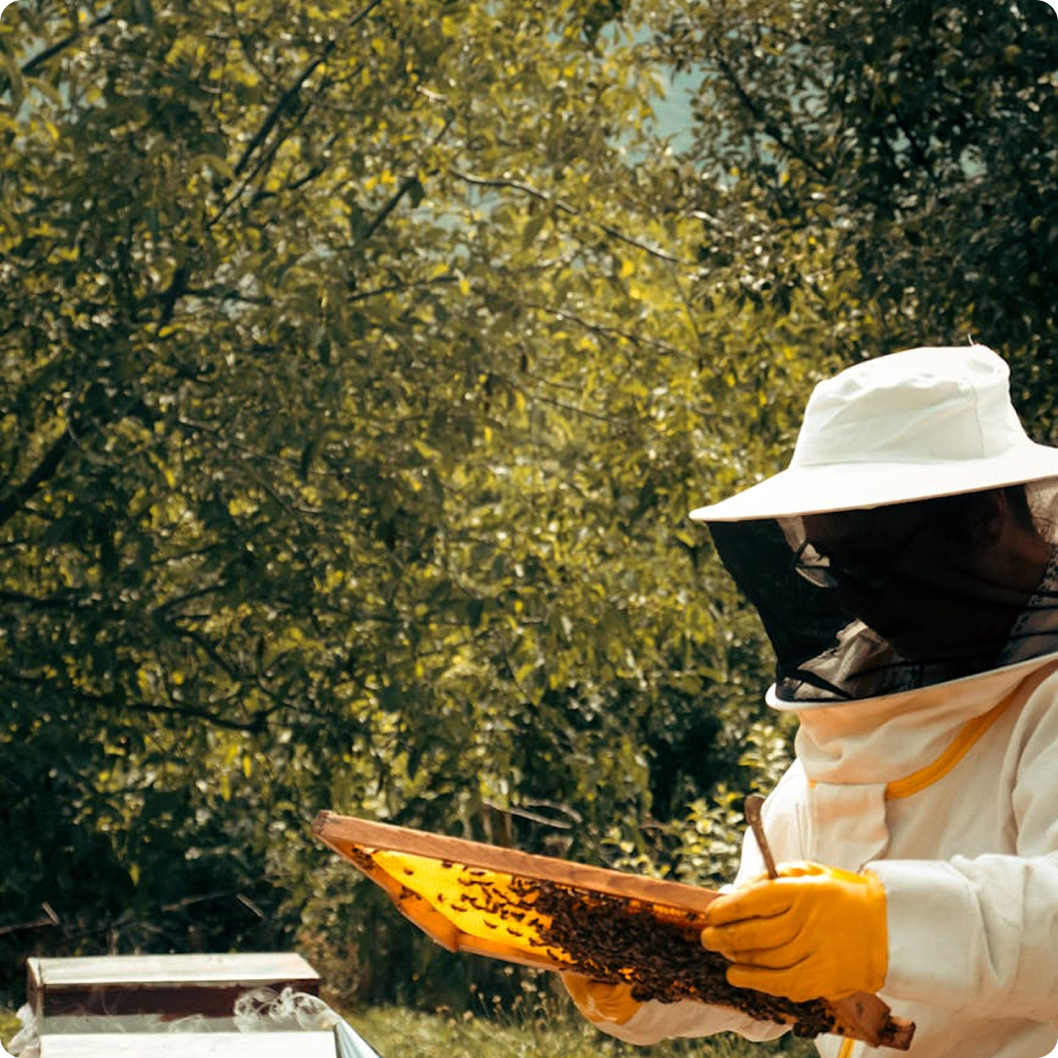 Beekeeper inspecting hive frame