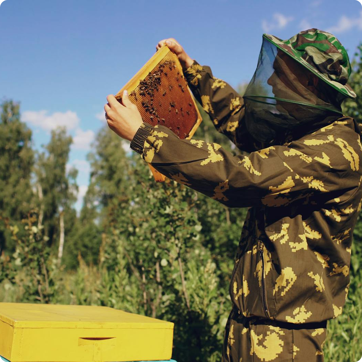 Beekeeper lifting hive box