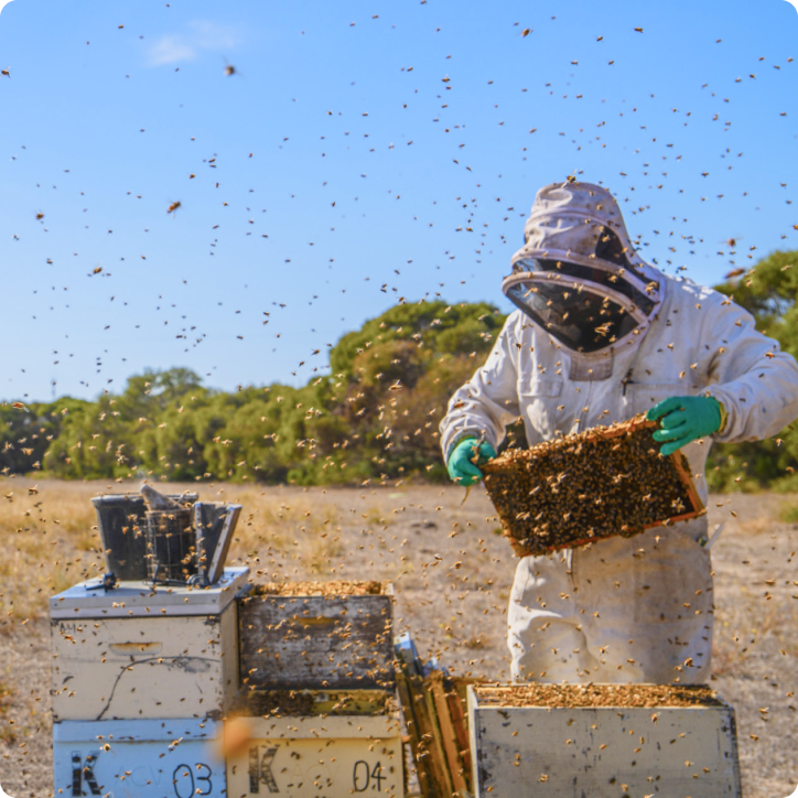 Beekeeper inspecting hive with bees flying