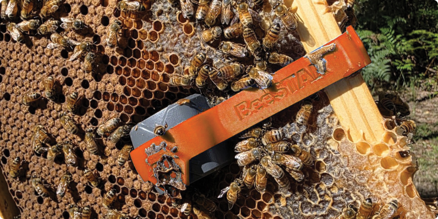 BeeSTAR sensor on honeycomb with bees
